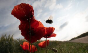 Die Vielfalt der Insekten ist stark gesunken (Symbolbild).