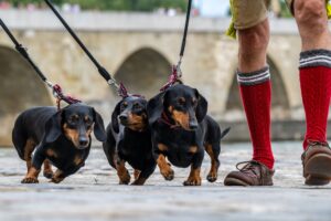 Das große Interesse an der Parade erklären sich die Veranstalter vor allem auch mit der jüngsten Debatte um die Dackelzucht. Viele Dackelliebhaber hätten Sorge, dass die Dackelzucht verboten werden könnte. (Archivfoto)