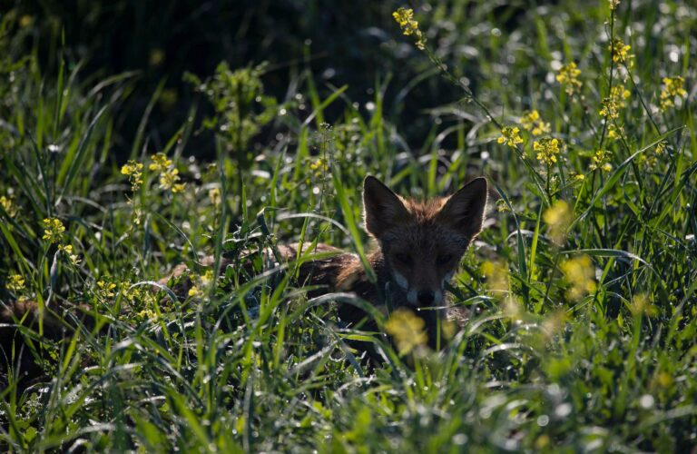 Nanu, wer bist du? Der Anblick eines Fuchses ist für viele immer noch etwas Besonderes. Foto: Marijan Murat/dpa/dpa-tmn