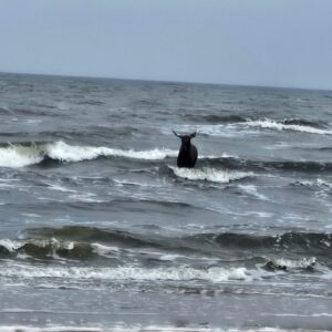 Ein Elch am Strand von Ahlbeck auf Usedom hat zahlreiche Schaulustige angelockt.