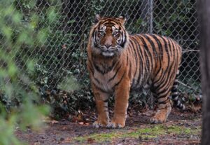 In dem Freizeitpark leben Sumatra-Tiger und Bengalische Tiger. (Symbolbild)