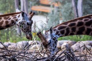 Im Schweriner Zoo musste ein zehn Tage altes Giraffenjunges eingeschläfert werden. (Archivbild)