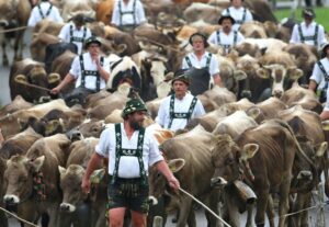 Am Wochenende startet die Viehscheidsaison im Allgäu. (Archivbild)