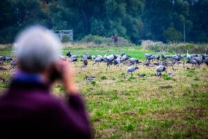 Kraniche und andere Zugvögel kann man in diesen Tagen bei Exkursionen beobachten. (Archivfoto)