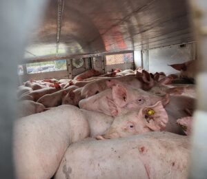 Viel zu viele Schweine in einem Lastwagen: Kontrolleure haben den Transport auf der A3 gestoppt.