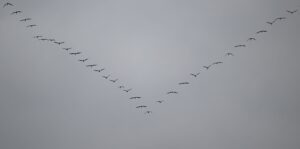 Über Rheinland-Pfalz fliegen in den kommenden Wochen viele Zugvögel. (Archivfoto)