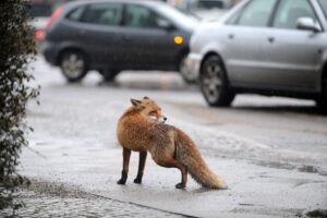 Was macht man, wenn man einem Fuchs im Wohngebiet begegnet?