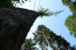 Im Kasseler Bergpark Wilhelmshöhe machen sich die Folgen des Klimawandels bemerkbar.