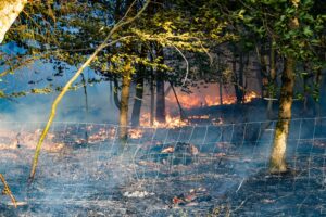 Der neue Löschroboter soll die Risiken für die Feuerwehrleute bei schwierigen Einsätzen minimieren, etwa bei der Waldbrandbekämpfung. (Symbolbild)