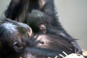 Bonobo-Baby Kasita ist tot in den Armen seiner Mutter gefunden worden. (Symbolbild)