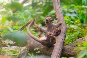 Der Duisburger Zoo hat Nachwuchs bekommen, der vom Aussterben bedroht ist.