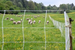 Elektische Herdenschutzzäune sind eine Möglichkeit, Nutztiere vor Angriffen von Wölfen zu schützen. (Archivbild)