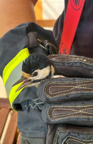 Die Feuerwehr rettet einen Specht