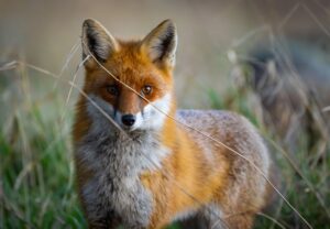 Füchse sind anpassungsfähig und schlau. Die Tiere sind weltweit verbreitet, im Wald, Stadt und sogar in (Eis-)wüsten. (Archivbild)