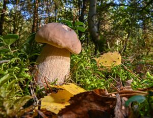 Für die Brandenburger Pilzsammler steht die Saison unmittelbar bevor.