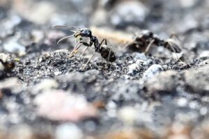 Die Insekten können einem Experten zufolge keine Krankheiten übertragen. (Archivbild)