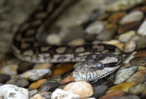 Zwei Beamte finden in einer Wohnung eine Rautenpython. (Symbolbild)