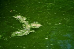 Das Landratsamt Weilheim-Schongau hat ein Badeverbot für den Oberhauser Badeweiher verhängt. In einer Wasserprobe seien viele Blaualgen gefunden worden, teilte die Behörde mit. (Symbolbild)