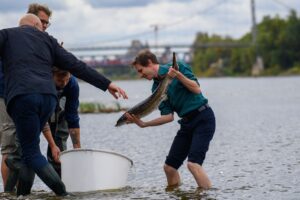 Erstmals seit fast zehn Jahren werden wieder junge Störe in die Elbe gesetzt.