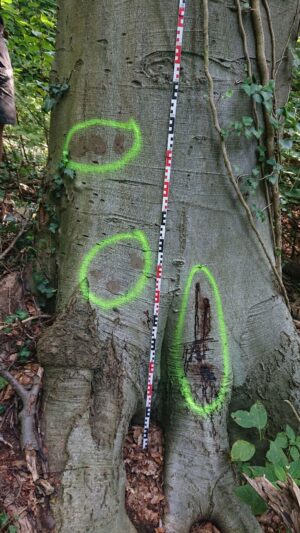 Im Waldpark Falkenstein haben Unbekannte mehrere Bäume massiv beschädigt, indem diese unter anderem angebohrt und mutmaßlich vergiftet wurden.