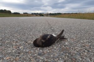 Meldungen über tote und erschöpfte Mehlschwalben haben Vogelschützer aus mehreren Regionen Bayerns erreicht, unter anderem aus dem Landkreis Regensburg.