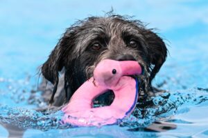 Beim Hundeschwimmen im Mannheimer Freibad Sandhofen dürfen Hunde nach Ende der Freibadsaison ins Wasser.