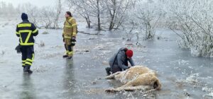 Erfrorene Kuh im Wasser bei Brandenburg an der Havel. (Archivbild)