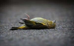 Wer einen toten Vogel im Garten findet, kann ihn entweder begraben oder im Hausmüll entsorgen.