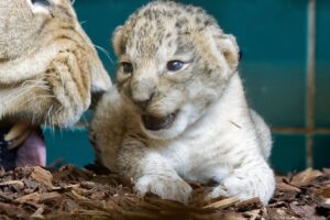 Das Berberlöwen-Junge im Heidelberger Zoo zusammen mit Mutter Binta.