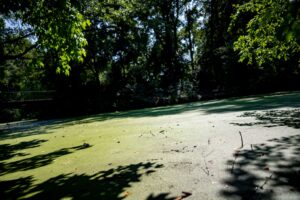 Insbesondere im Tiergarten sieht der BUND ungeeignete Gewässer für Amphibien. (Archivbild)