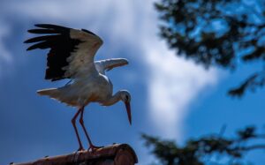 Erst vor rund 1000 Jahren kam der Storch nach Norddeutschland (Archivbild)