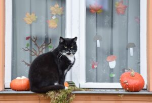 Bei der Halloween-Deko sind Haustierbesitzer lieber zurückhaltend - sonst droht echte Gefahr für ihre Vierbeiner.