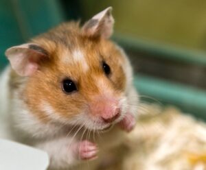 Sie sind vor allem für ihren Niedlichkeitsfaktor bekannt - Kuscheltiere sind Hamster aber nicht.