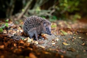 Igel können bei milden Temperaturen noch bis Ende Dezember unterwegs sein. (Archivbild)