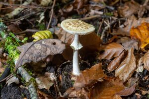 Pilze sammeln macht Spaß - doch Vorsicht ist geboten: ein giftiger gelber Knollenblätterpilz (Amanita citrina). (Symbolbild)