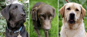 Der Labrador Retriever ist in Sachsen-Anhalt die beliebteste Hunderasse bei Hundehaltern. (Symbolbild)