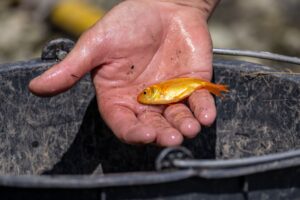 Unbekannte haben mehrere Goldfische in zwei Brunnen in Weimar ausgesetzt. (Symbolbild)