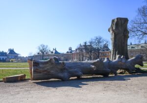 Das Baumsterben in Dresden als Folge des Klimawandels geht weiter - weitere 150 Bäume müssen gefällt werden. (Archivbild)