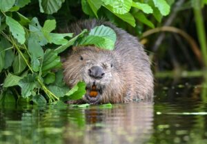 Ärger um Abschuss von Bibern im Allgäu: Bund Naturschutz klagt. (Symbolbild)