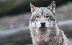 In Nordthüringen ist ein Wolf aus Sachsen-Anhalt überfahren worden. (Archivbild)