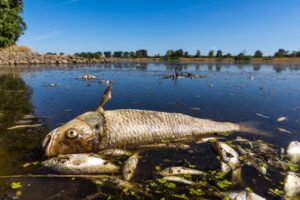 Das massive Fischsterben in der Oder im Sommer 2022 hat sich bislang nicht wiederholt.