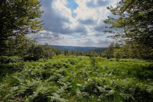 Der Nationalpark Hunsrück-Hochwald besticht durch eine hohe Artenvielfalt. (Archivbild)