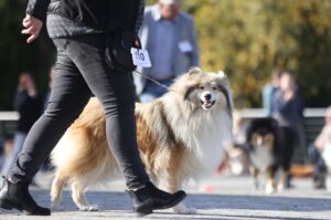 Zwei- und Vierbeiner waren auf der Rassehunde-Ausstellung in Rostock willkommen.