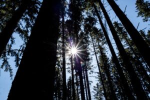 Wald bei blauem Himmel und Sonnenschein