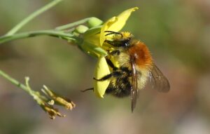 In Berlin soll es mehr Flächen für Wildbienen geben. (Archivfoto)