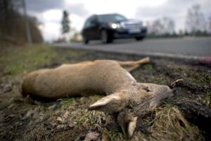 Frühe Dämmerung – mehr Wildunfälle: Der Landesjagdverband Rheinland-Pfalz rät zu vorsichtigem Fahren nach der Umstellung auf die Winterzeit. (Archivfoto)