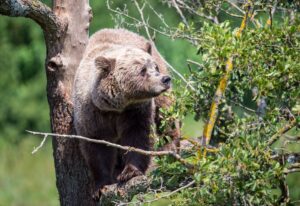 Ein Braunbär klettert im Gehege im Wildpark Poing auf einem Baum. Die angebliche Sichtung eines freilebenden Bären im Allgäu konnte nicht bestätigt werden. (Symbolbild)