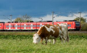 Etwa 20 Kühe haben am Sonntag eine Landstraße teilweise blockiert. (Symbolbild)