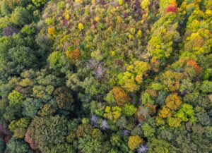 Im Forstamt Hachenburg wird sich für ein «konsequentes Arbeiten mit der Natur in der Waldbewirtschaftung» eingesetzt, so der Nabu (Symbolbild).