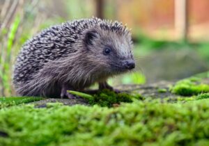 Wer einen Igel beobachtet hat, kann das beim Landesumweltamt melden und bei der Forschung helfen. (Archivbild)